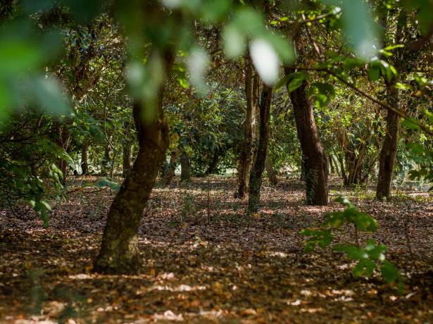 lamasseria it offerta-piazzole-sconti-per-soggiorni-settimanali-con-2-notti-gratis-in-camping-nel-salento-puglia 018