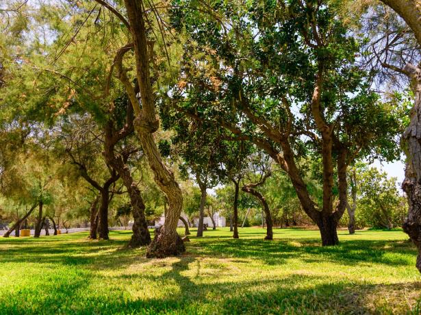 Un parco verde con alberi ombrosi e prato ben curato.