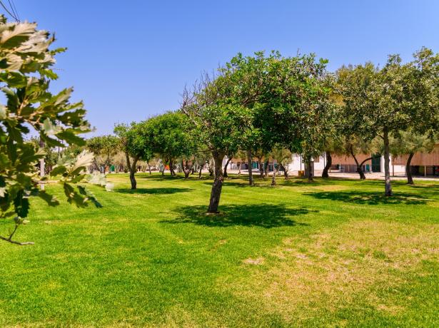 Parco verde con alberi e cielo azzurro in una giornata soleggiata.