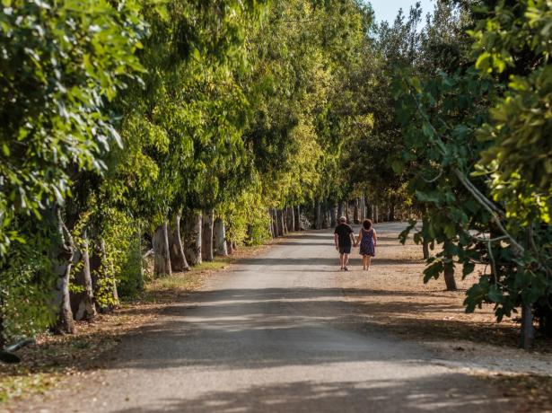 Coppia passeggia su un sentiero alberato in una giornata di sole.