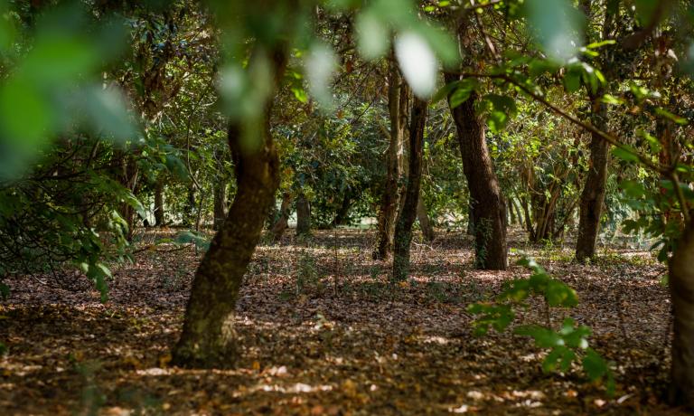 lamasseria it offerta-piazzole-sconti-per-soggiorni-settimanali-con-2-notti-gratis-in-camping-nel-salento-puglia 015