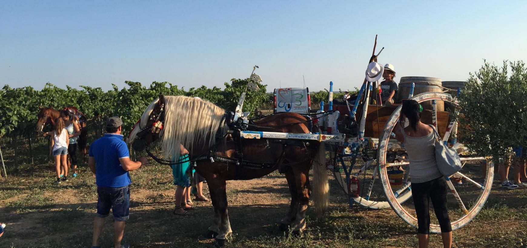 lamasseria it cantina-camping-la-masseria 015